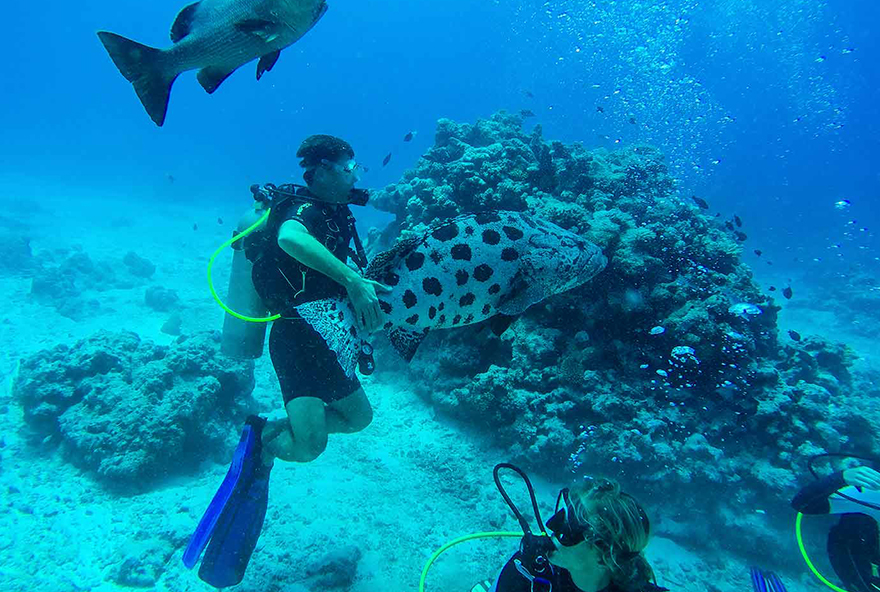 Enjoy diving at Lizard Island at Cod Hole with giant potato cod.