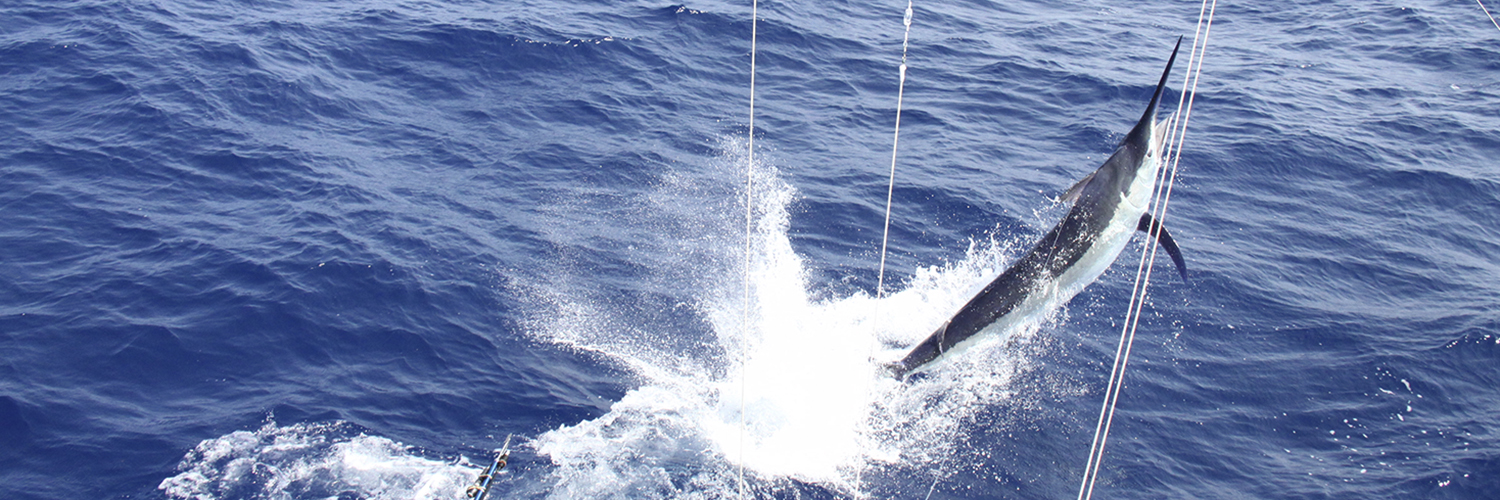 Black Marlin Classic