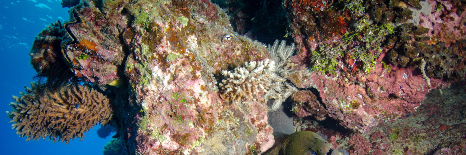 Marine life surrounding Lizard Island
