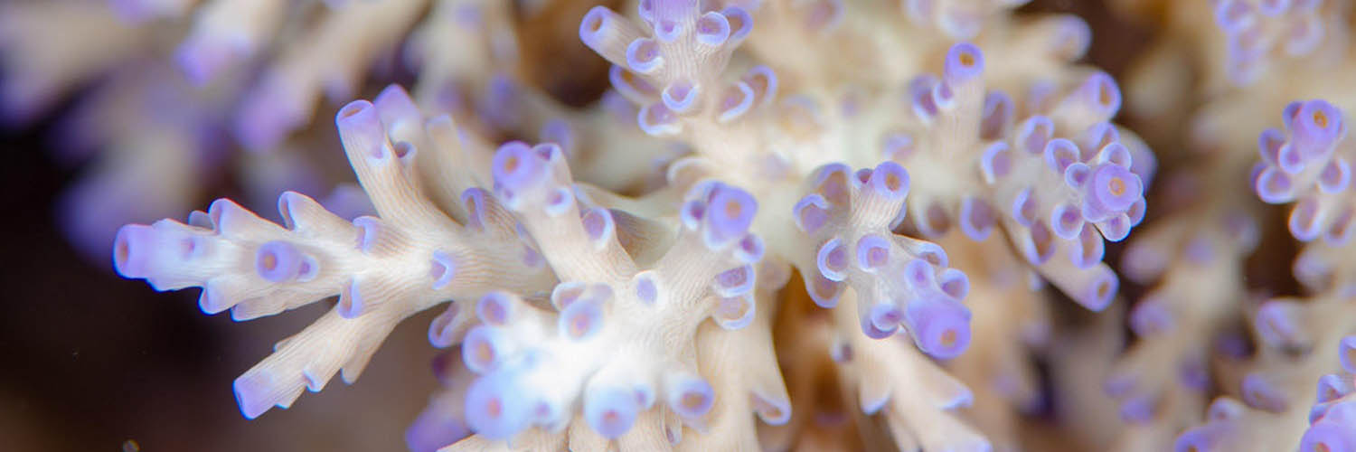 Marine life surrounding Lizard Island