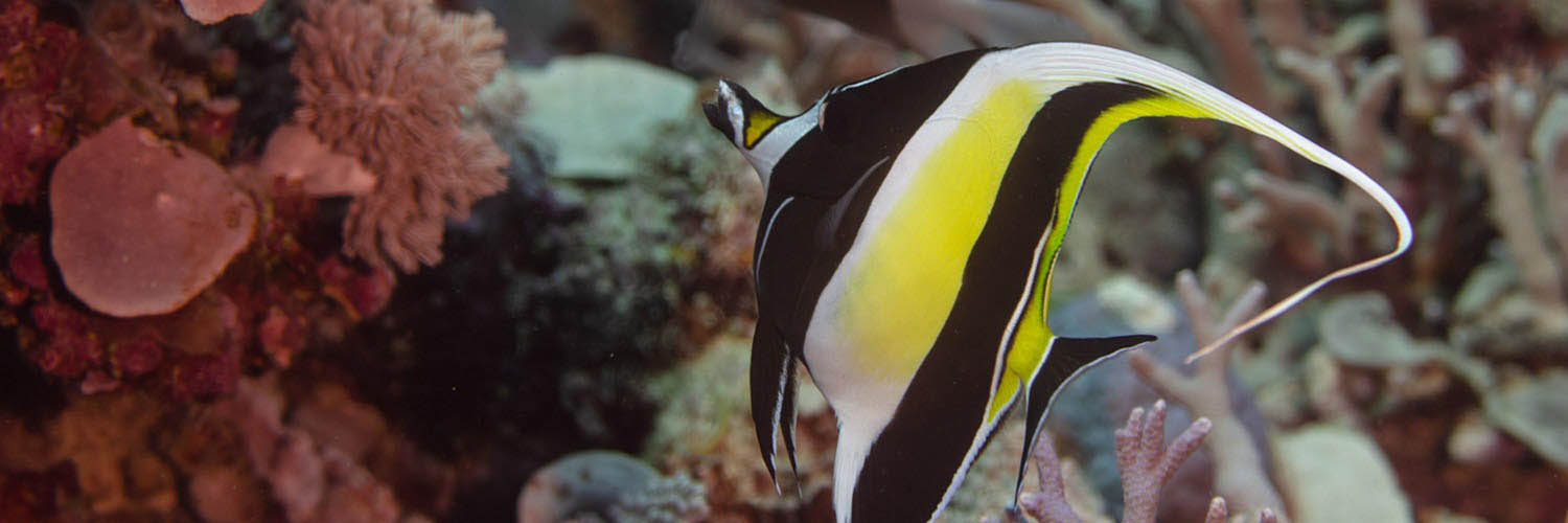 Marine life surrounding Lizard Island
