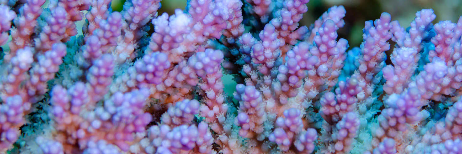 Marine life surrounding Lizard Island
