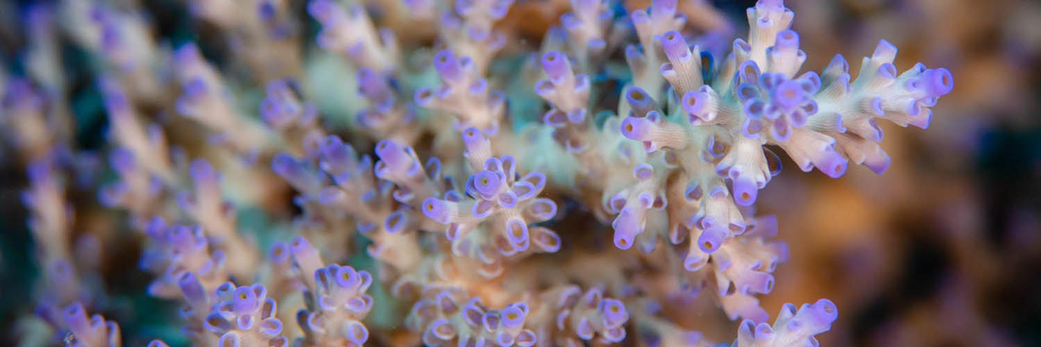 Marine life surrounding Lizard Island