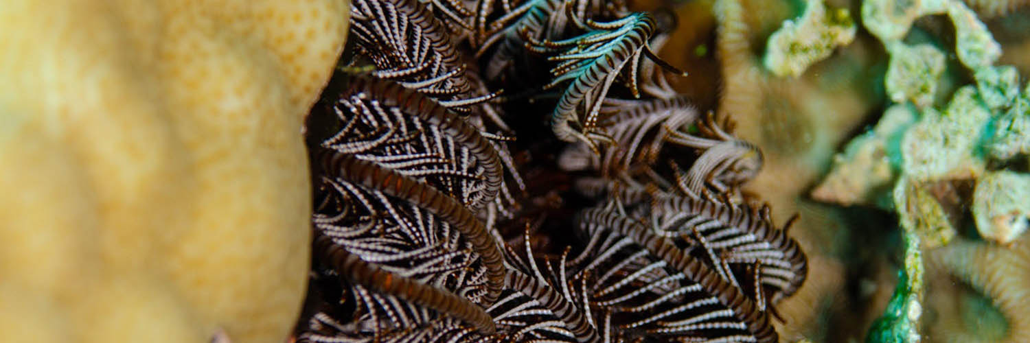 Marine life surrounding Lizard Island