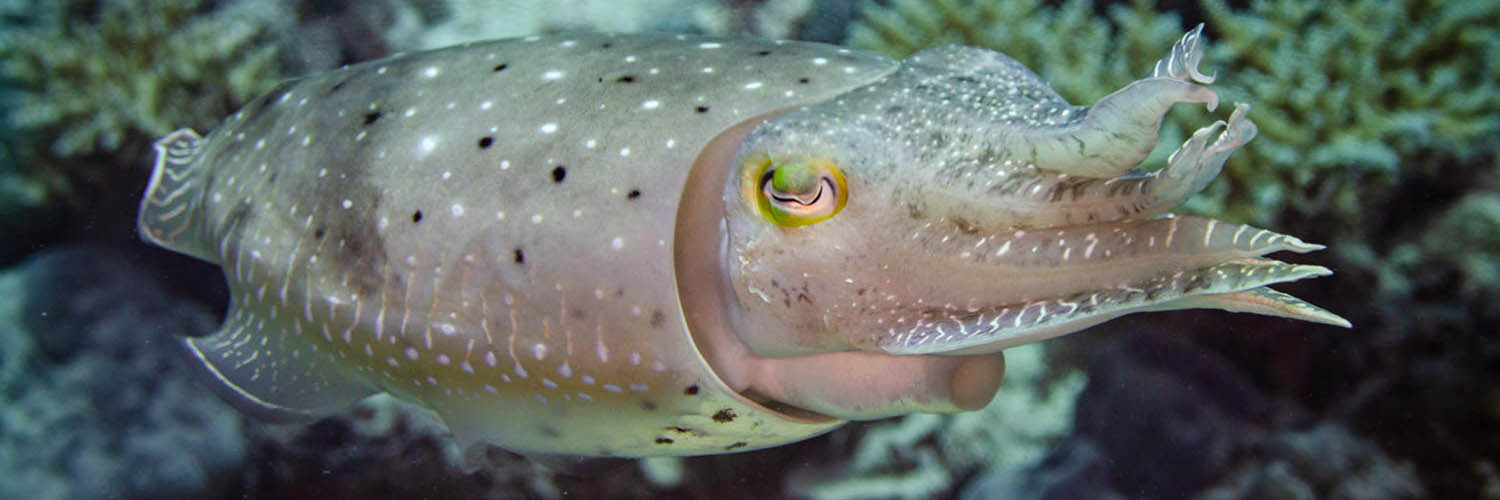 Marine life surrounding Lizard Island