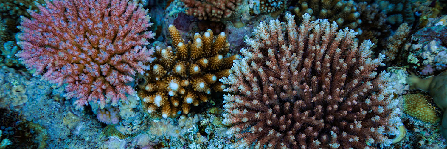 Marine life surrounding Lizard Island