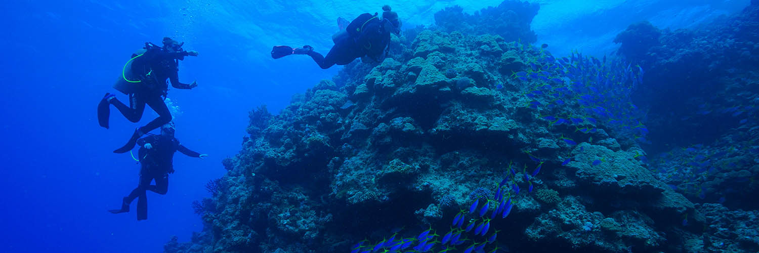 Marine life surrounding Lizard Island