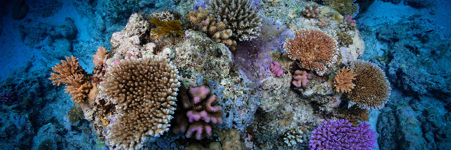 Marine life surrounding Lizard Island