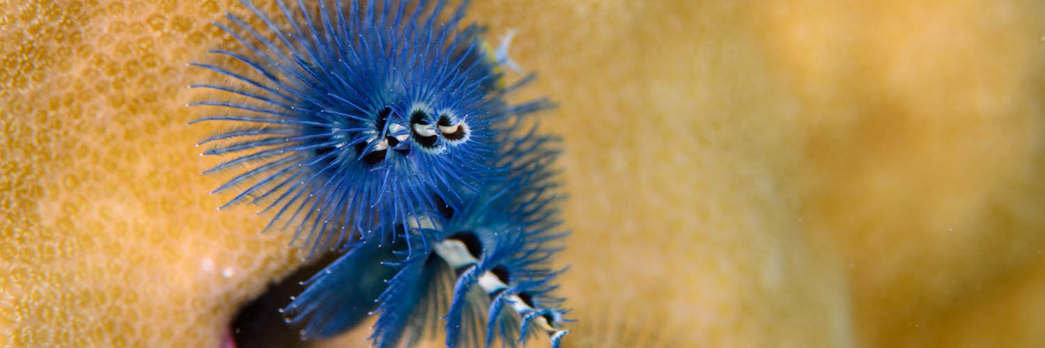 Marine life surrounding Lizard Island