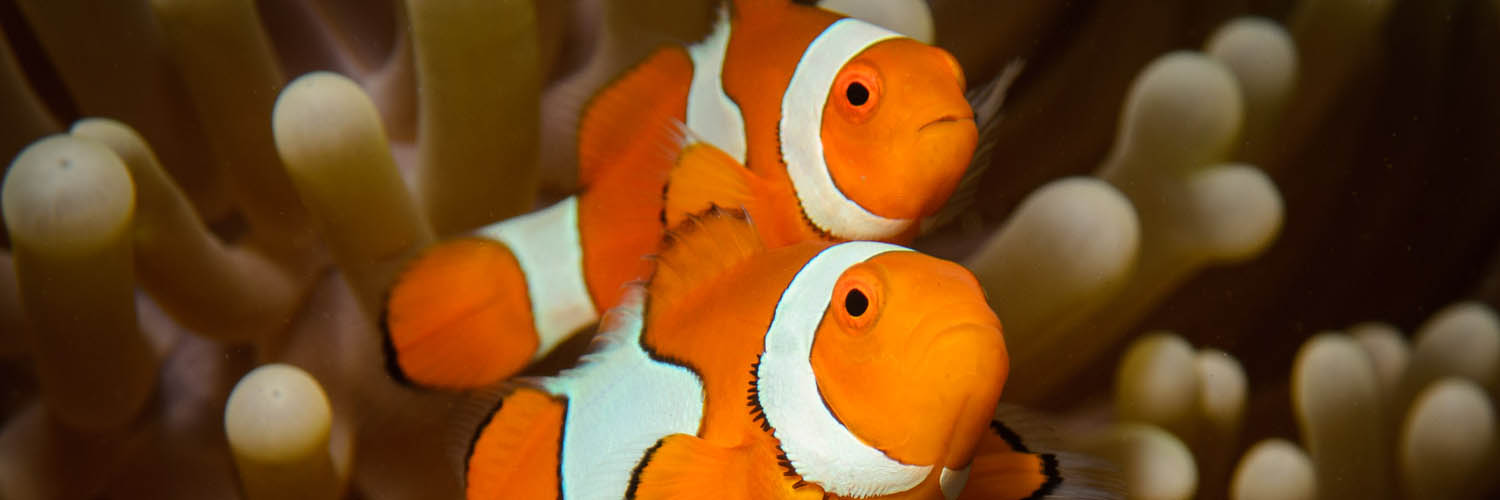 Marine life surrounding Lizard Island