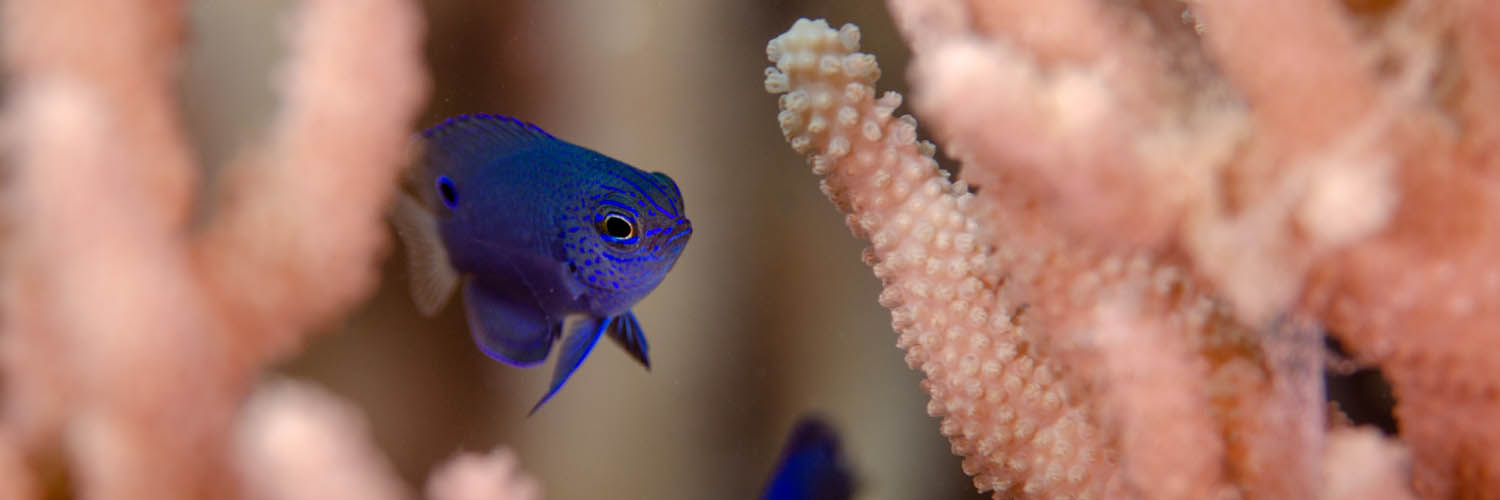 Marine life surrounding Lizard Island