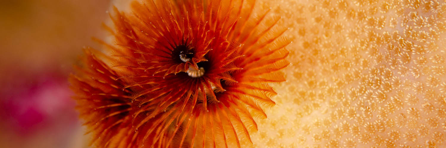 Marine life surrounding Lizard Island