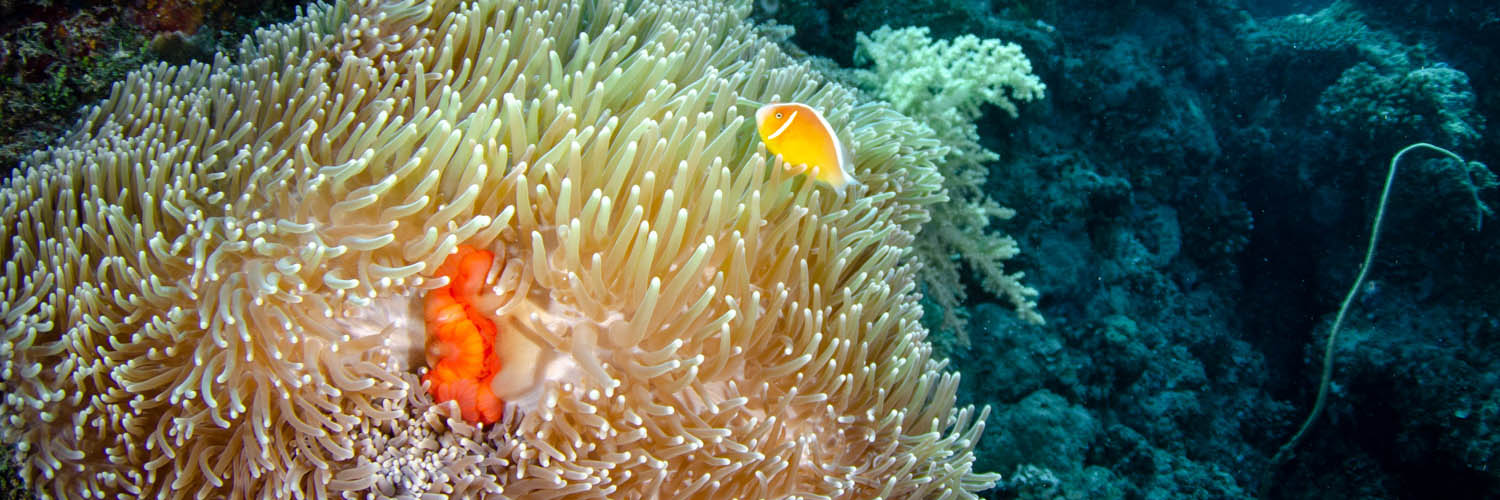 Marine life surrounding Lizard Island