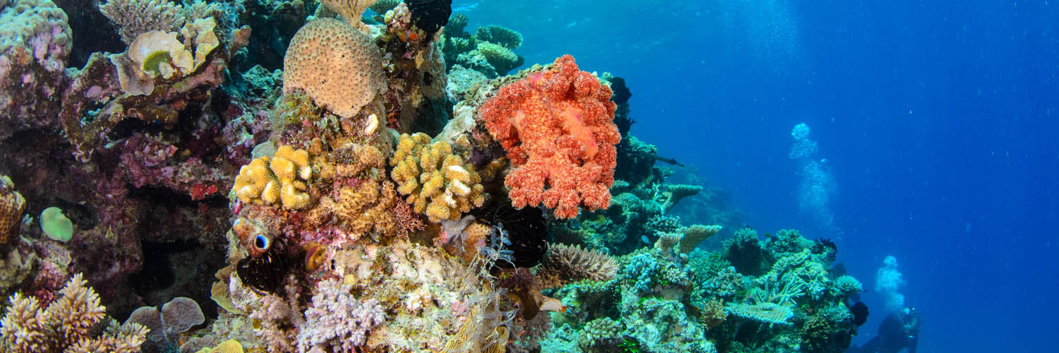 Marine life surrounding Lizard Island
