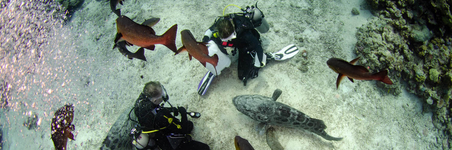 Marine life surrounding Lizard Island