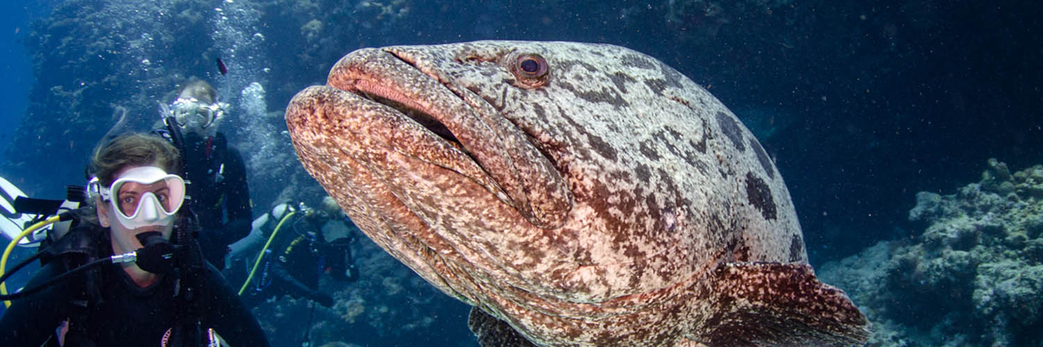 Marine life surrounding Lizard Island