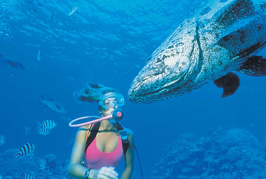 Experience marine life like our famous potato cod at Lizard Island's famous dive sites.