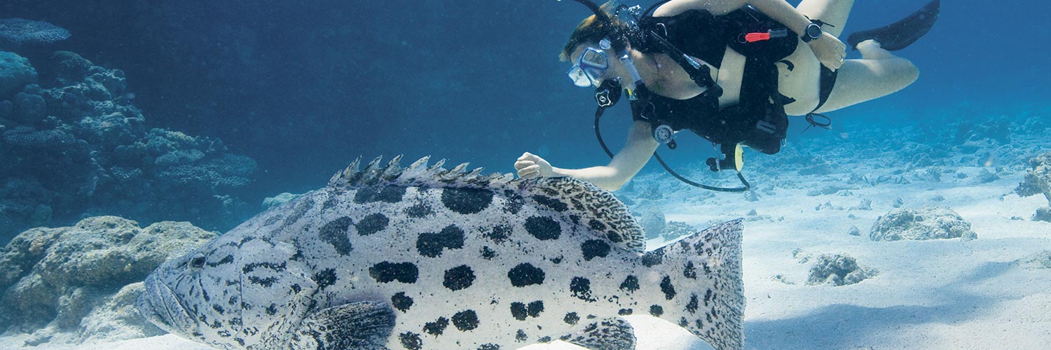 Scuba diver with a large fish on Lizard Island