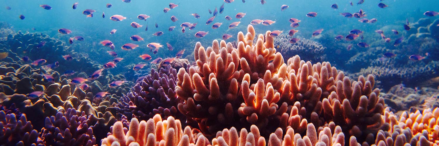 Image of a coral reef on Lizard Island