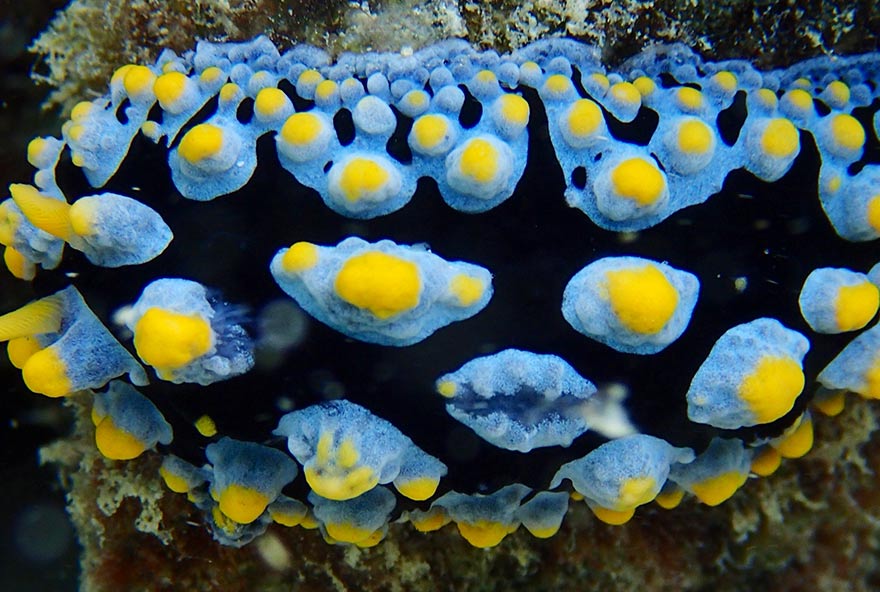 Colourful coral