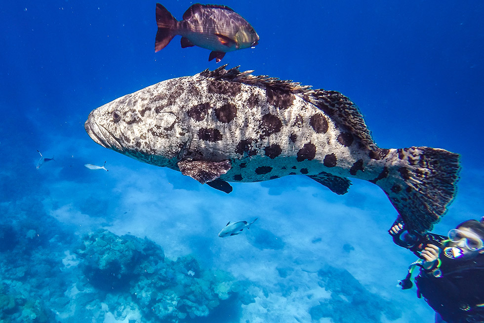 Cod on the Great Barrier Reef