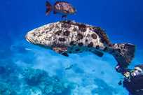 Cod on the Great Barrier Reef