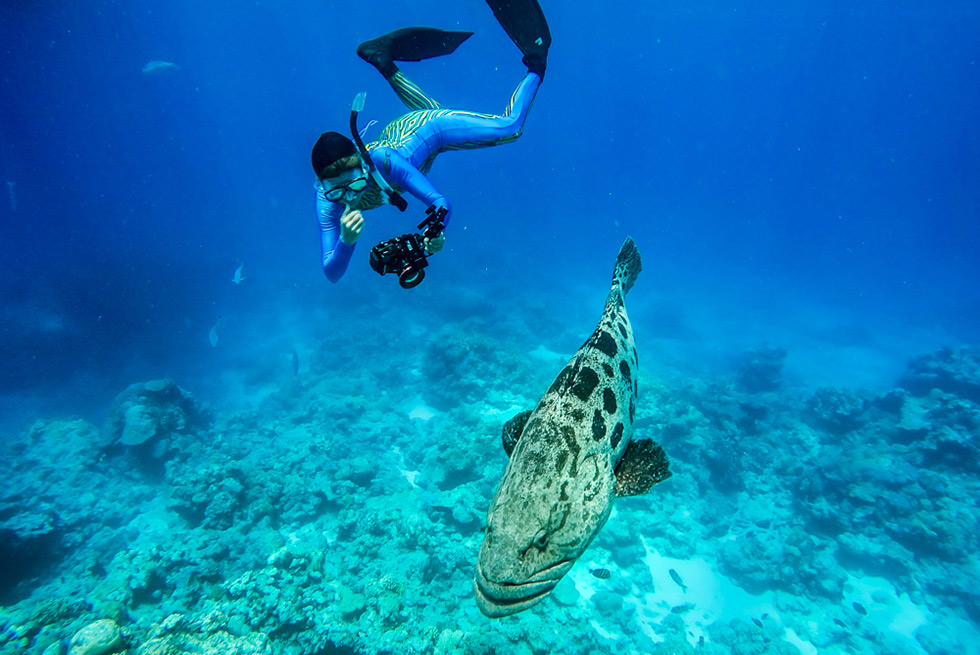 Cod on the Great Barrier Reef