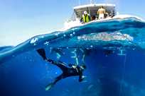 Diving on the Great Barrier Reef